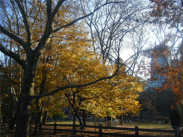 new-york 1024 autumn trees-crop-v2.JPG